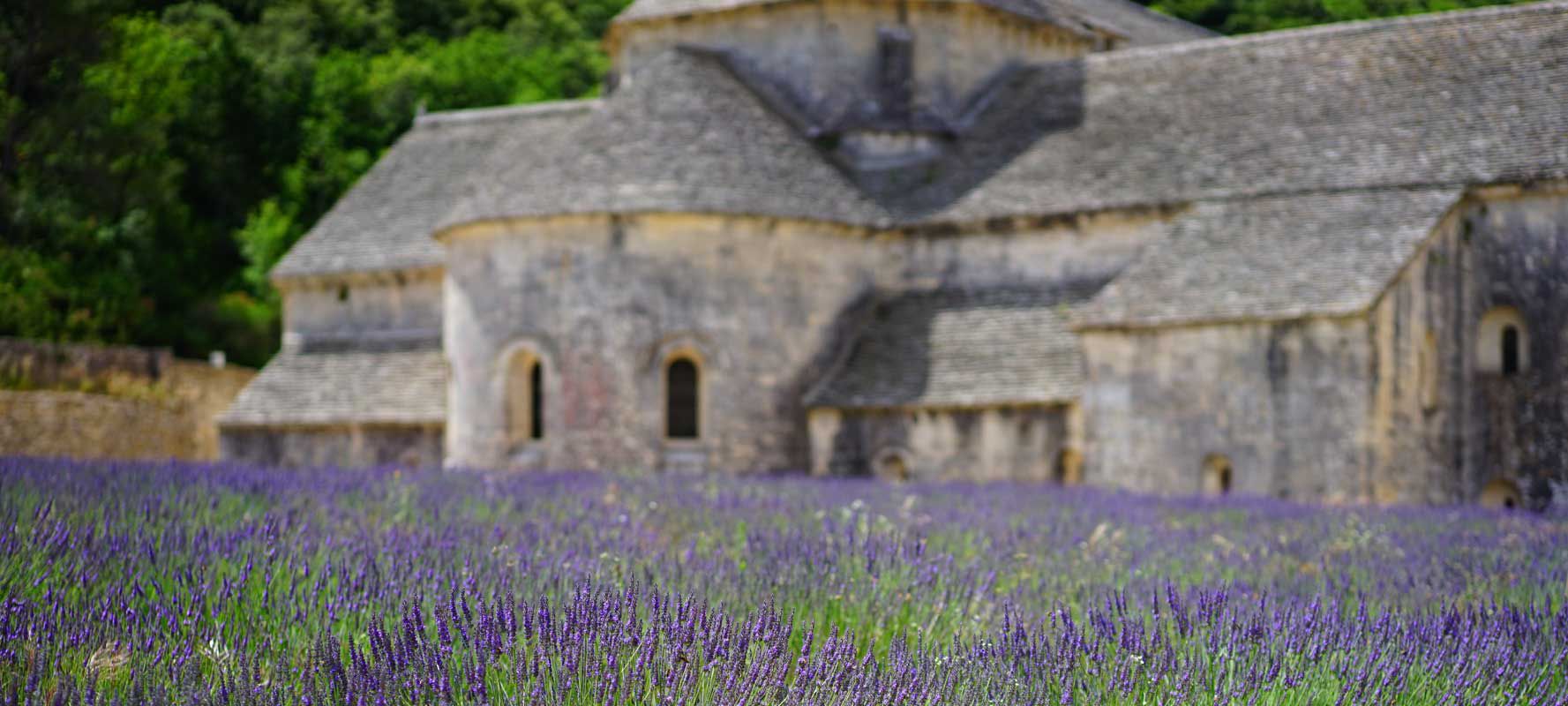 Provence Lavender Fields